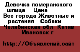 Девочка померанского шпица. › Цена ­ 40 000 - Все города Животные и растения » Собаки   . Челябинская обл.,Катав-Ивановск г.